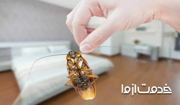 روش های از بین بردن حشرات خانگی