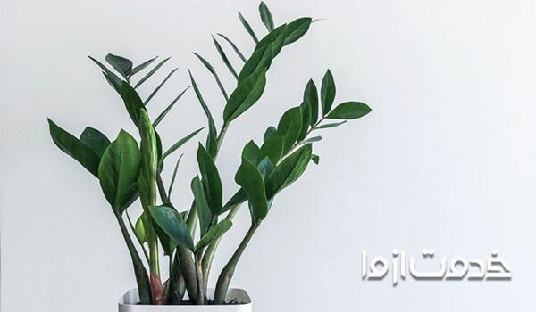 زامیفولیا