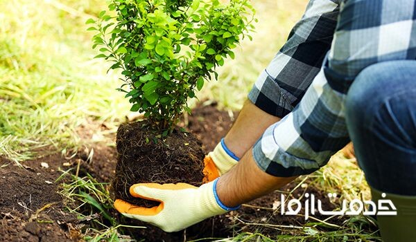 بهترین زمان کاشت نهال درخت