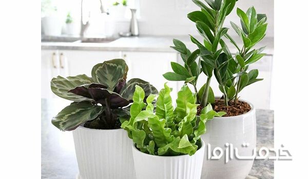 12 مورد از گیاهان خانگی پیشنهادی ناسا برای تصفیه هوای خانه