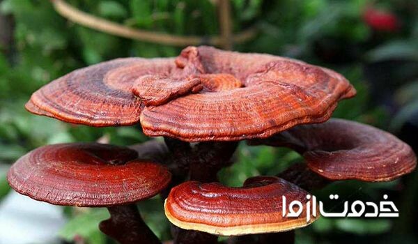 قارچ گانودرما