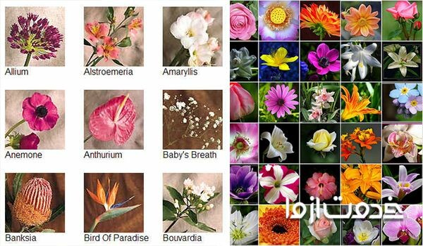 اسامی انواع گل