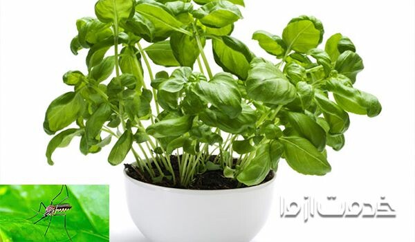 از بین بردن پشه های گلدان