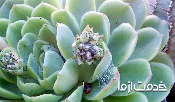 آشنایی با روشهای از بین بردن شته کاکتوس