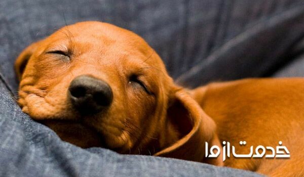 چگونه سگ را به خود وابسته کنیم؟