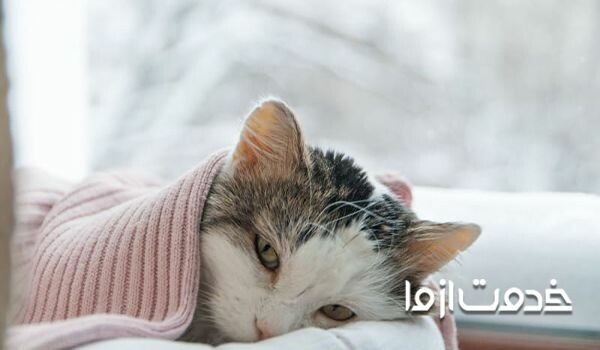 راهکارهای درمان سرما خوردگی گربه