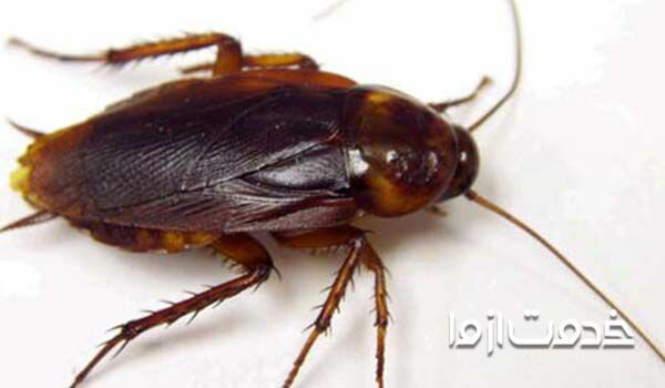 شناخت انواع سوسک های خانگی