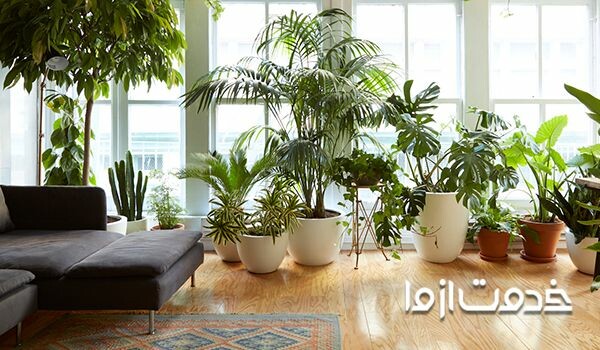 آشنایی با مقاومترین گیاهان آپارتمانی