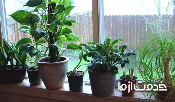 آشنایی با 8 گیاه که موجب خنک شدن خانه میشوند