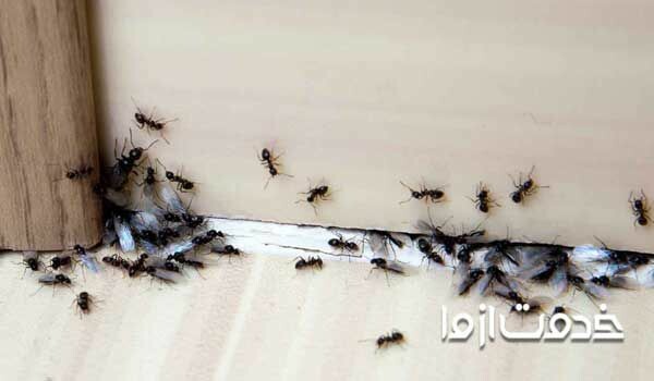 علت وجود مورچه در خانه