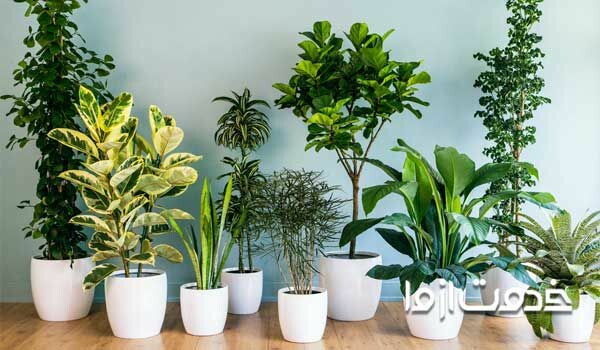 جدیدترین و بهترین روش تمیز کردن برگ گیاهان آپارتمانی