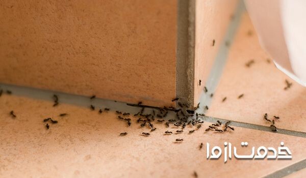 7 راه از بین بردن مورچه (خیلی ریز، بالدار و ...)