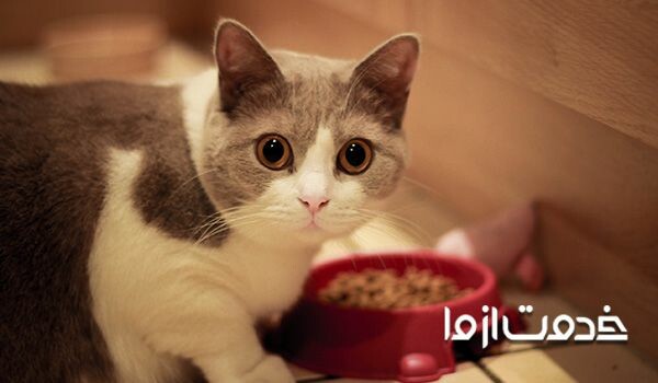 تهیه غذای گربه: 5 روش تهیه غذا گربه ارزان برای گربه های خانگی، خیابانی و بچه گربه