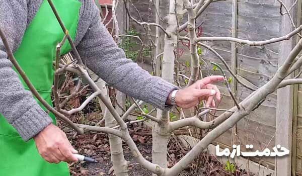 پیوند درختان میوه و فواید آن