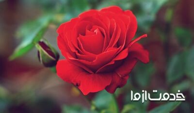 تکثیر گل رز در خانه: تمامی روش های قلمه زدن گل رز در منزل؛ حتی با سیب زمینی