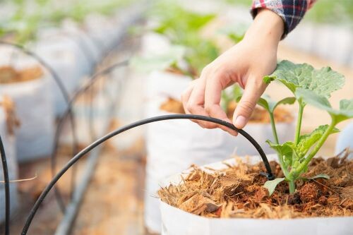 آبیاری قطره ای