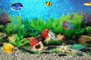 سرویس و نگهداری آکواریوم