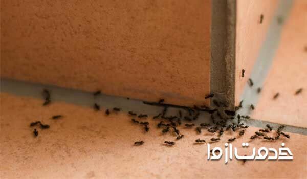 علت وجود مورچه در خانه، حكمت مورچه در خانه