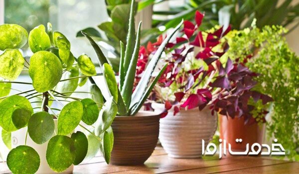 نگهداری انواع گیاهان آپارتمانی راز نگهداری گلهای آپارتمانی  قیمت گلهای آپارتمانی 