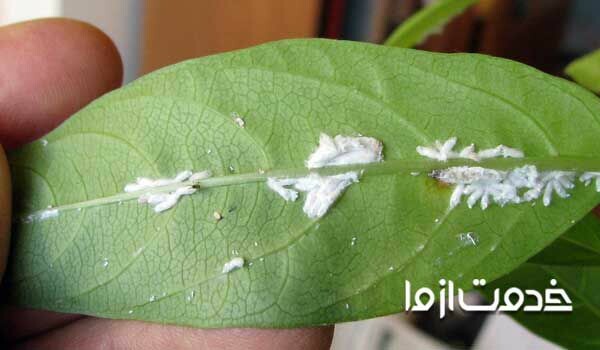 از بین بردن شته سفید گل  حشرات ریز سفید داخل گلدان  از بین بردن مگس سفید در خانه  حشره بسیار ریز سفید رنگ