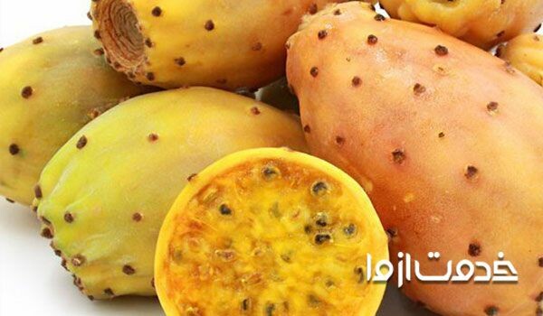 انواع کاکتوس خانگی با اسم نور مناسب کاکتوس چگونه کاکتوس رنگی درست کنیم