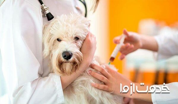 شایع ترین بیماری های سگ: واکسیناسیون سگ
