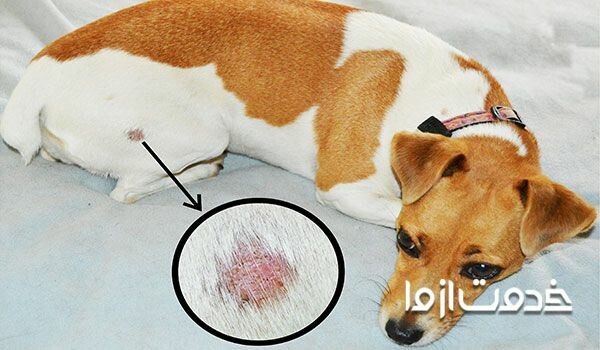 بیماری پوستی و کک و کنه در سگ ها