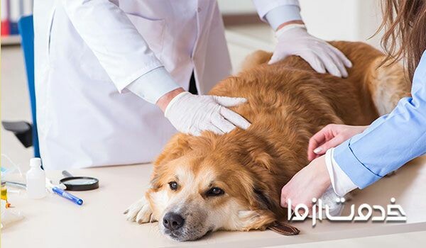 لرزش بدن سگ به هنگام آسیب دیدگی