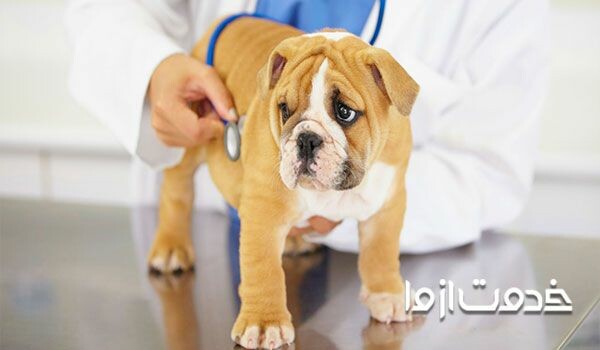 علت لرزیدن سگ: بیماری ادیسون