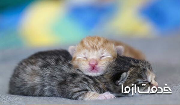 بچه گربه تا چند ماهگی شیر مادر میخورد