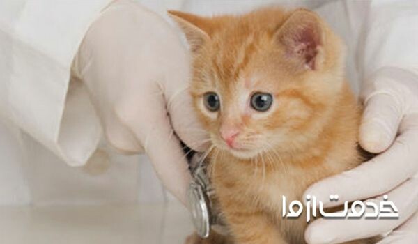 نحوه تشخیص و مراقبت از گربه مریض - غذای بچه گربه مریض
