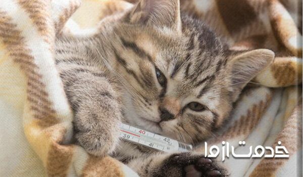 علائم سرماخوردگی گربه کدامند؟
