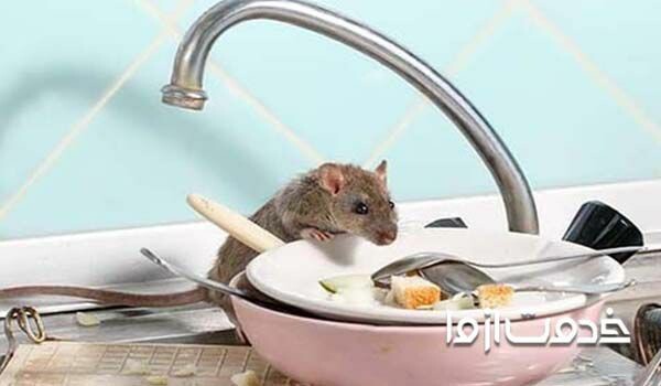 از بین بردن موش در خانه