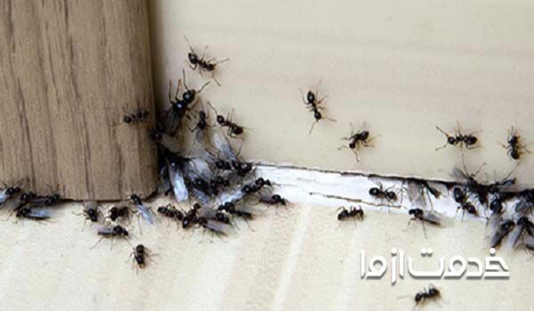 سمپاشی خانه برای مورچه