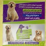 شقایق فلاح سهی